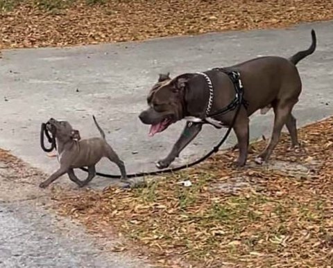 СРО ААС ищет своего аудитора