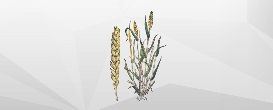 Китай импортировал рекордные 9,8 млн тонн пшеницы в 2021 году