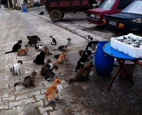 Куда пойти сегодня, завтра и 30 октября: аудиторам приготовили массу вебинаров