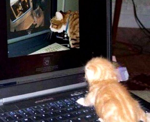 Какие сведения должны будут указывать аудиторские фирмы на своих сайтах