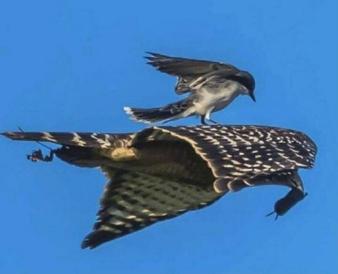 Как малому бизнесу учесть последние "вирусные" субсидии при расчете страховых взносов