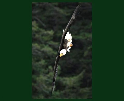 ИП на ПСН не обязан вести учет расходов, но должен хранить документы на них