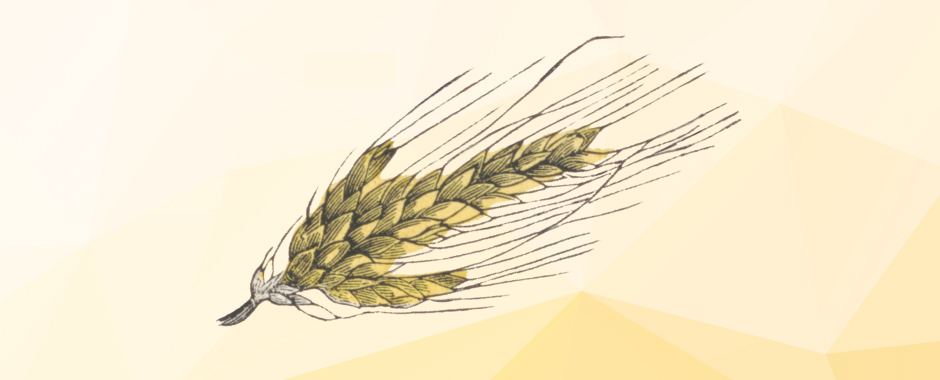 В России установят квоту на экспорт зерна