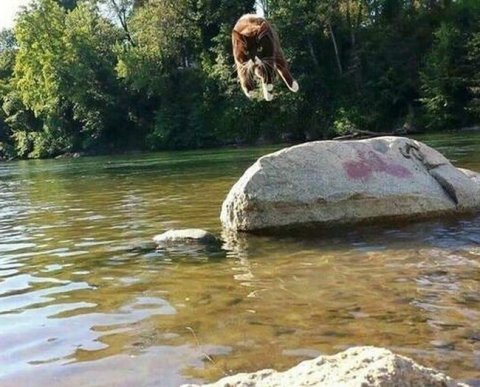 Расчеты между фирмами и/или ИП через сервис быстрых платежей: нужна ли ККТ
