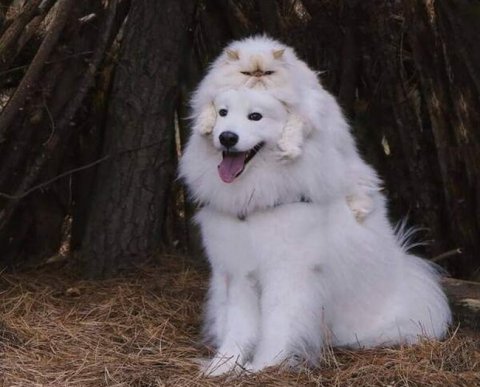 Знаешь, что купил у "своего" неплатежеспособного банкрота - НДС к вычету не принять