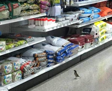 В счет зарплаты: как работодателю оформить кассовый чек за переданный товар