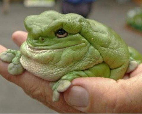 Самозанятый аннулировал чек и не вернул деньги - добро пожаловаться в инспекцию