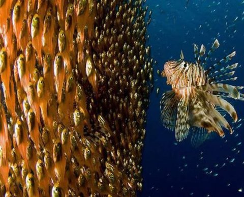 ЦБ начал предварительный отбор аудиторских организаций для НФО