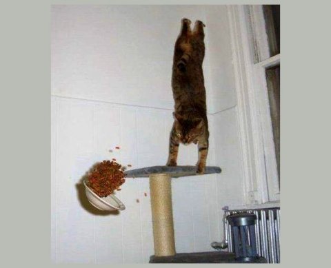 Суды: исправленная техническая опечатка в типе СЗВ-М - не основание для штрафа