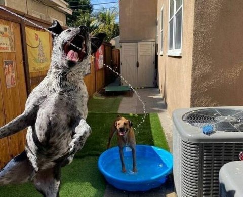 ВС против аннулирования деклараций, незаконно принятых налоговым органом