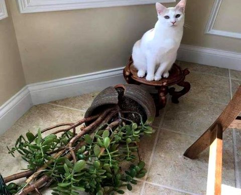 Старый сервис по госрегистрации фирм и ИП на сайте ФНС прекратит работу 1 мая