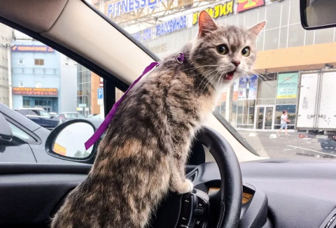 Освобождение движимого имущества компаний от налогов может быть продлено