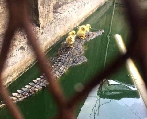 Схема вскрыта - лишние налоги, уплаченные участниками, не вернуть из-за формальностей