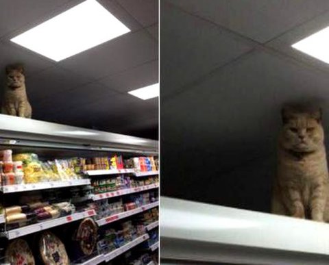 ФНС: результат проверки кода маркировки не влияет на возможность пробить чек