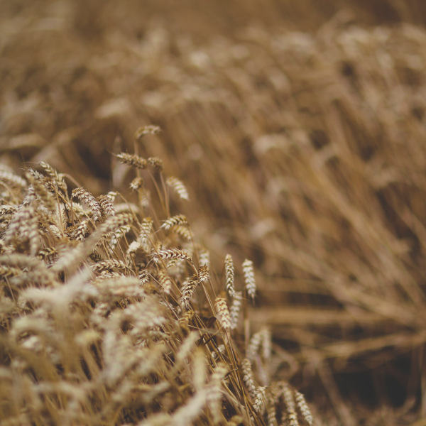 Пшеница для Китая