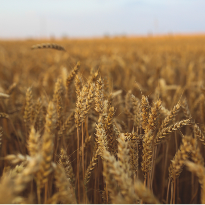 Сельхоз итоги