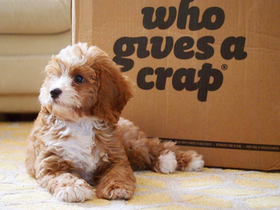 Фото:Who Gives A Crap