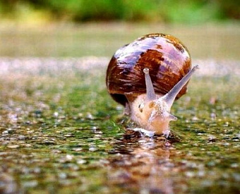 Требования к аудиту ОЗО и ОЗО на финрынке: срок начала отложен во втором чтении