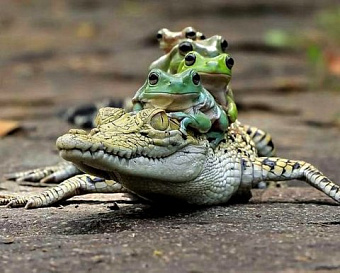 Подписан закон о сдаче электронной отчетности в ПФ и ФСС от 11 работающих