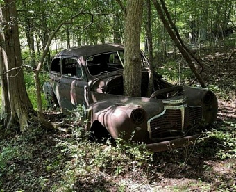 ФНС: расходы на возмещение ущерба окружающей среде не учесть при расчете налога на прибыль