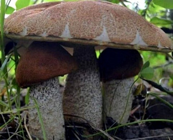 Подписан закон об изменениях в части единых налоговых платежей