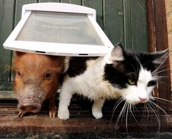 Можно взыскать с подрядчика убытки, полученные в результате налоговой проверки