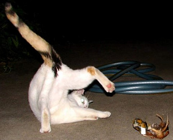 ФНС рассказала, что нового в кодах к форме декларации по НДС