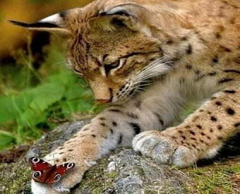 Появились контрольные соотношения для обновленной формы РСВ