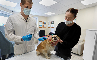 Россияне стали тратить больше денег на уход за домашними животными