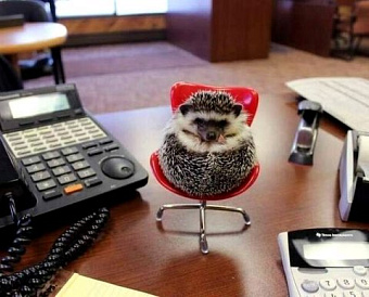 Директор стал управляющим ИП: суды согласились с доначислениями НДФЛ и взносов