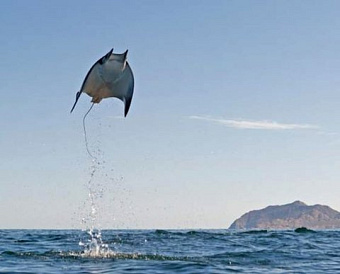 В Госдуме появился первый законопроект о повышении лимита по доходам для УСН