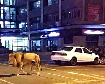 Для освобождения ИП от взносов за определенные периоды ФНС выпустила новую форму